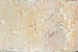 Ordovician Graptolite (Araneograptus) Plate - Morocco #126410-1